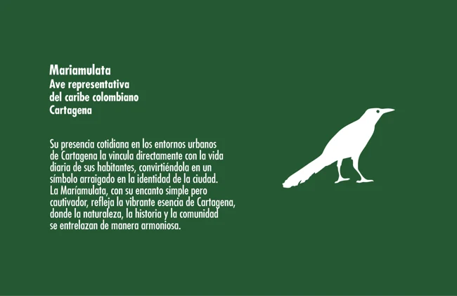 La mariamulata — Caribe Afro Natural Cartagena